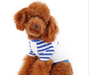 Sunshine T shirt dog clothes