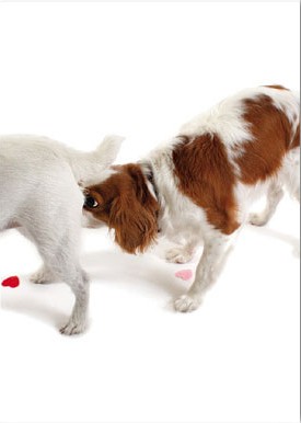 Jack Russell Get Well Card