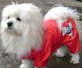 Elegant dog pet raincoat