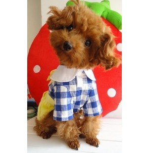 Cute dog dress fitted