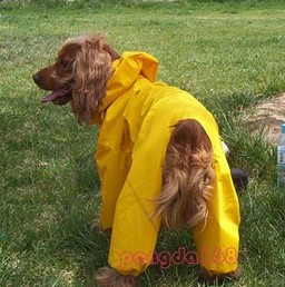 Original invoice rice wonderful pet raincoat. The rainy day goes out to walk with dog must the spare