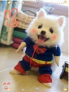 Super Funny Pet Dog Costume Superman outfit