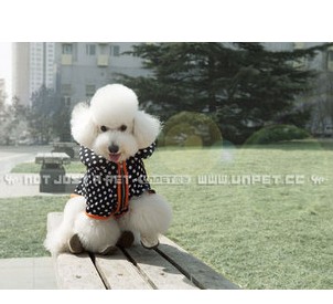 blue butterfly sleeves T shirt pet clothes