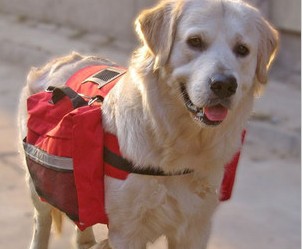 Pet bags provide destroyed three-to-use pet backpack back