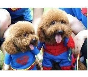 Spring and summer dog pet costumes small fine mesh T