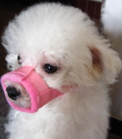 Dog muzzle