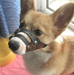 Cool Dog muzzle