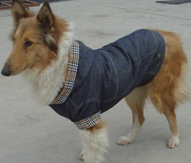 Chihuahua cool spring and summer clothes, jeans