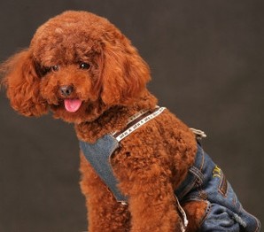 Pet costumes pet four-leg jeans