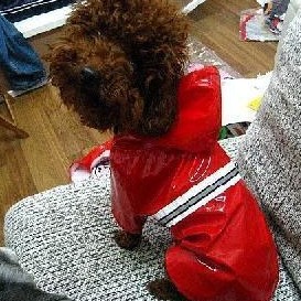 Removable pet dogs have taken the big dog raincoat