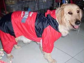 Tim beloved dog to dog raincoat