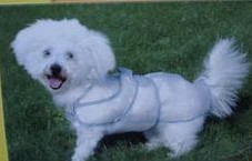 Three bears cute dog raincoat / poncho