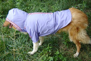 Stunning legs in camouflage pet raincoat raincoat