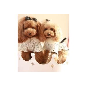 Affiliated Pastoral lace dress, dog dress